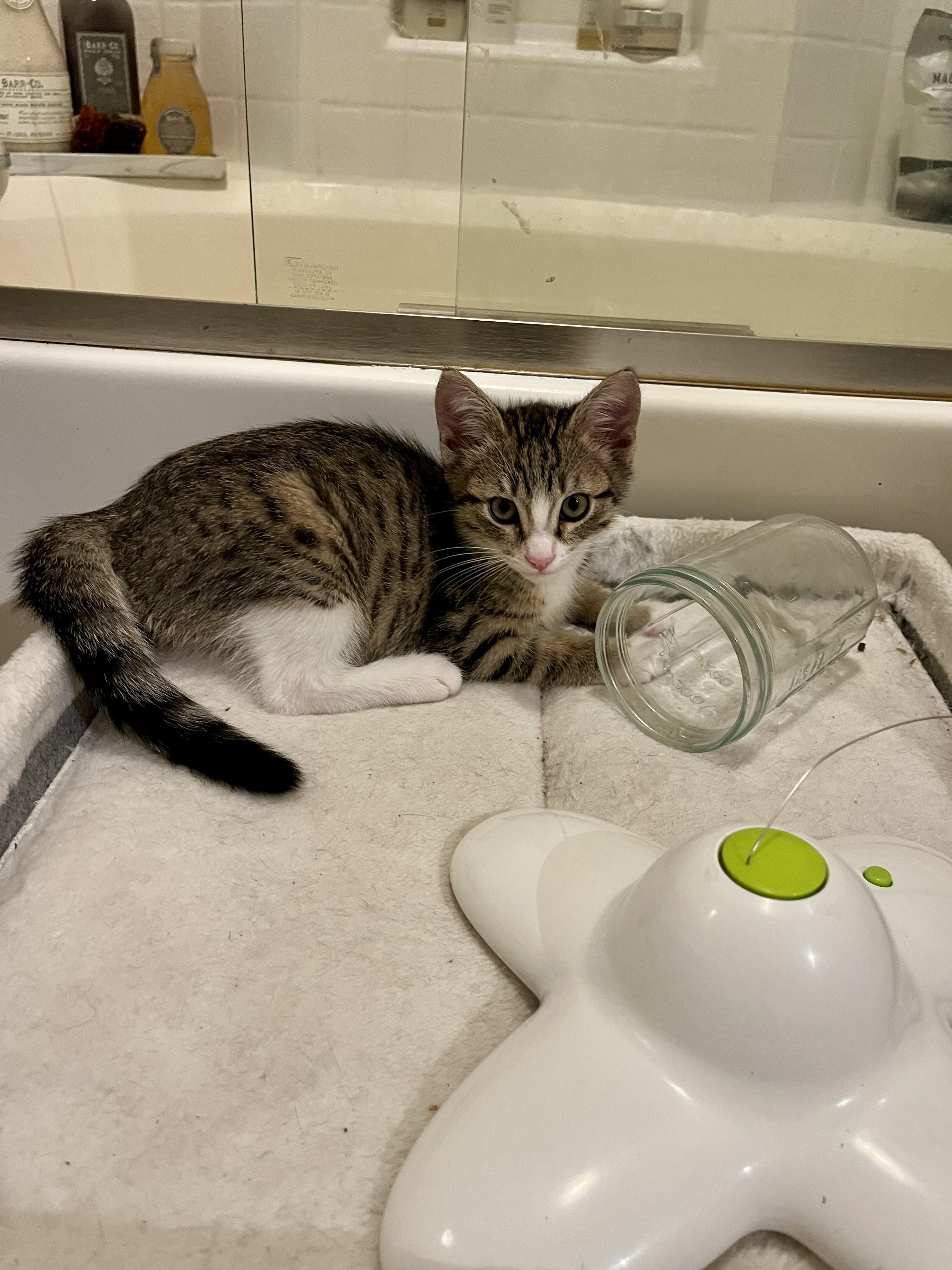 Enlarge Scuttle, an adopted Domestic Medium Hair in San Diego, CA image 2/4