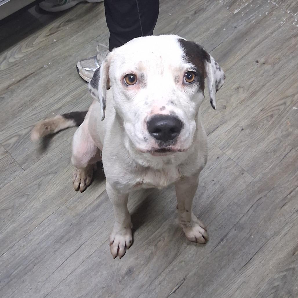 Enlarge Chauncey, a Adoptable Mixed Breed in Summerville, SC image 1/6