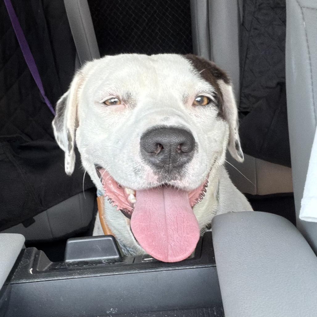 Enlarge Chauncey, a Adoptable Mixed Breed in Summerville, SC image 2/6