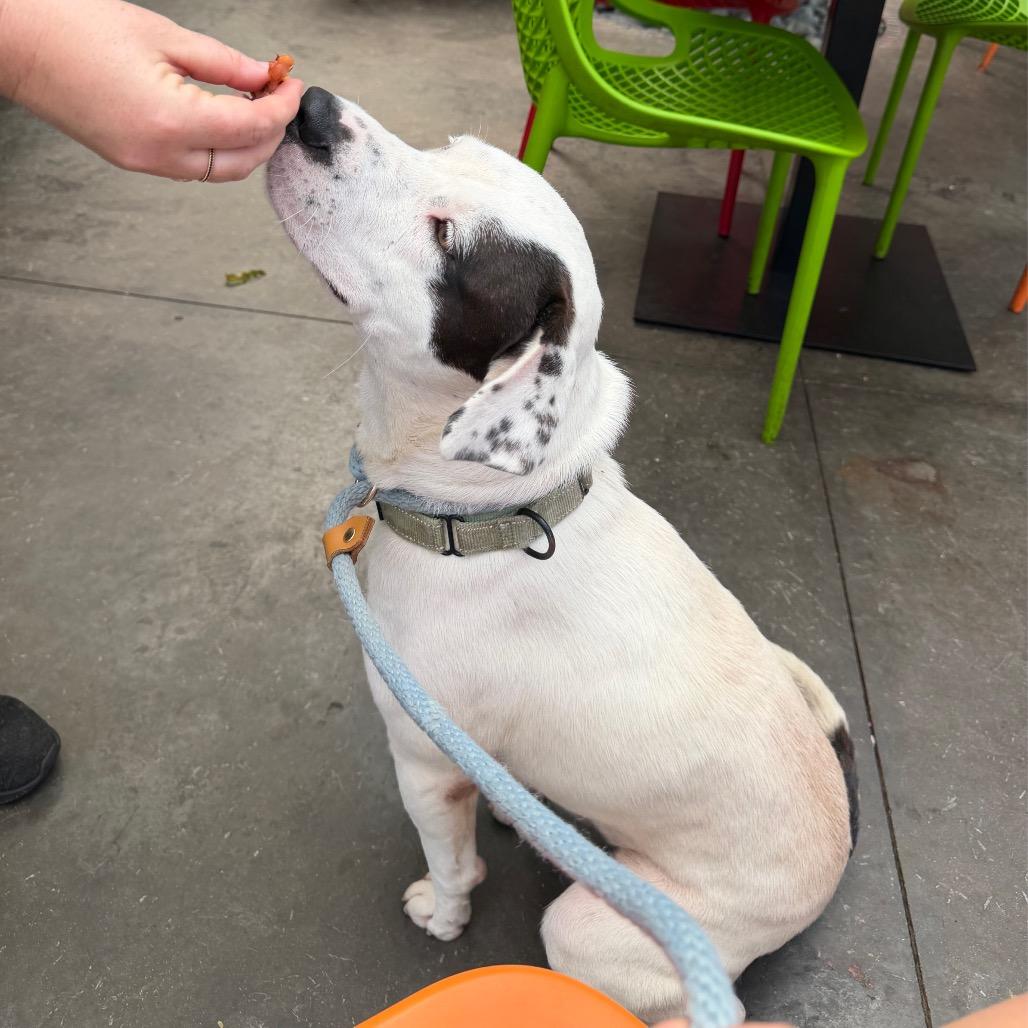 Enlarge Chauncey, a Adoptable Mixed Breed in Summerville, SC image 3/6