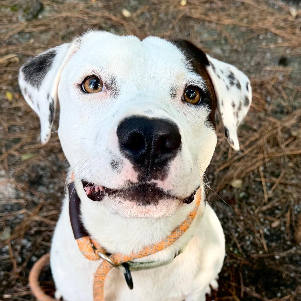 Enlarge Chauncey, a Adoptable Mixed Breed in Summerville, SC image 4/6
