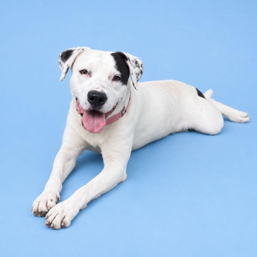 Enlarge Chauncey, a Adoptable Mixed Breed in Summerville, SC image 6/6