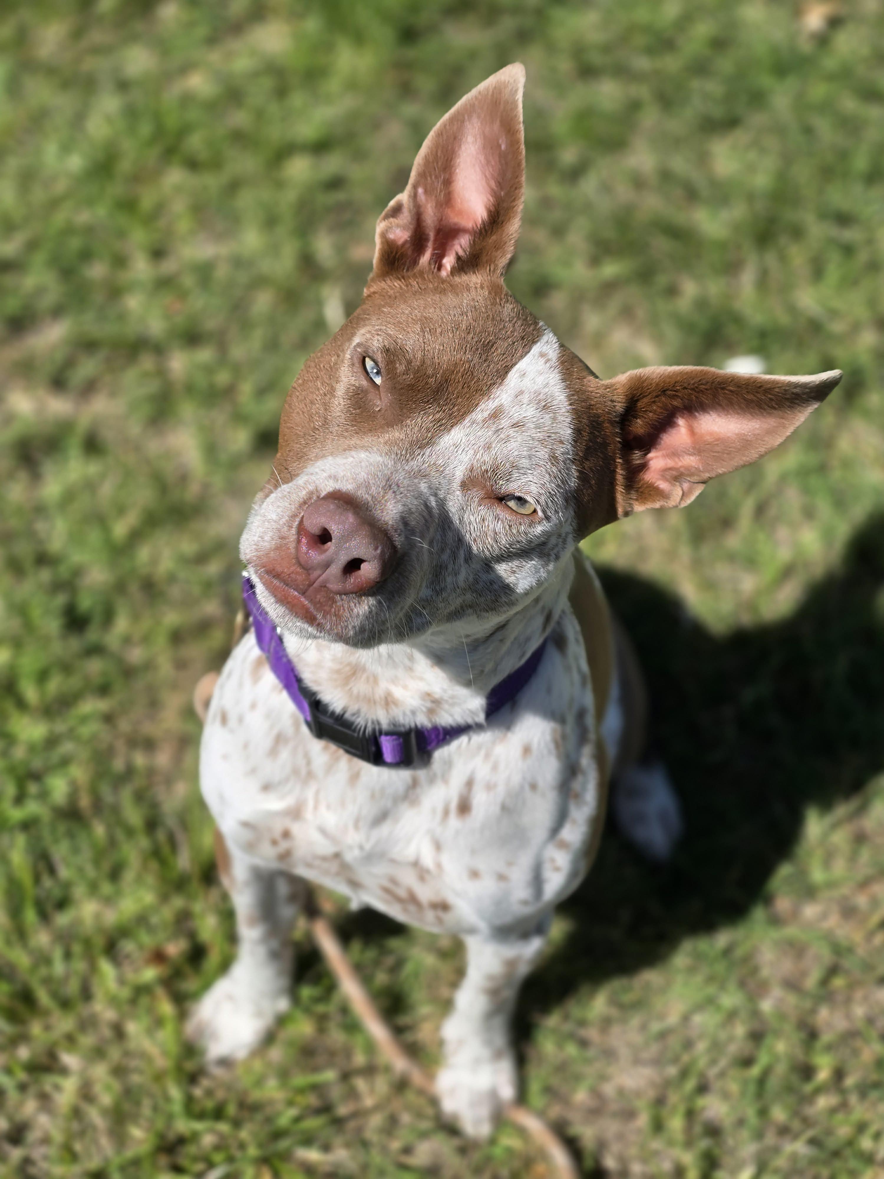 Enlarge Banjo, an adoptable mixed breed in Grants Pass, OR image 3/6