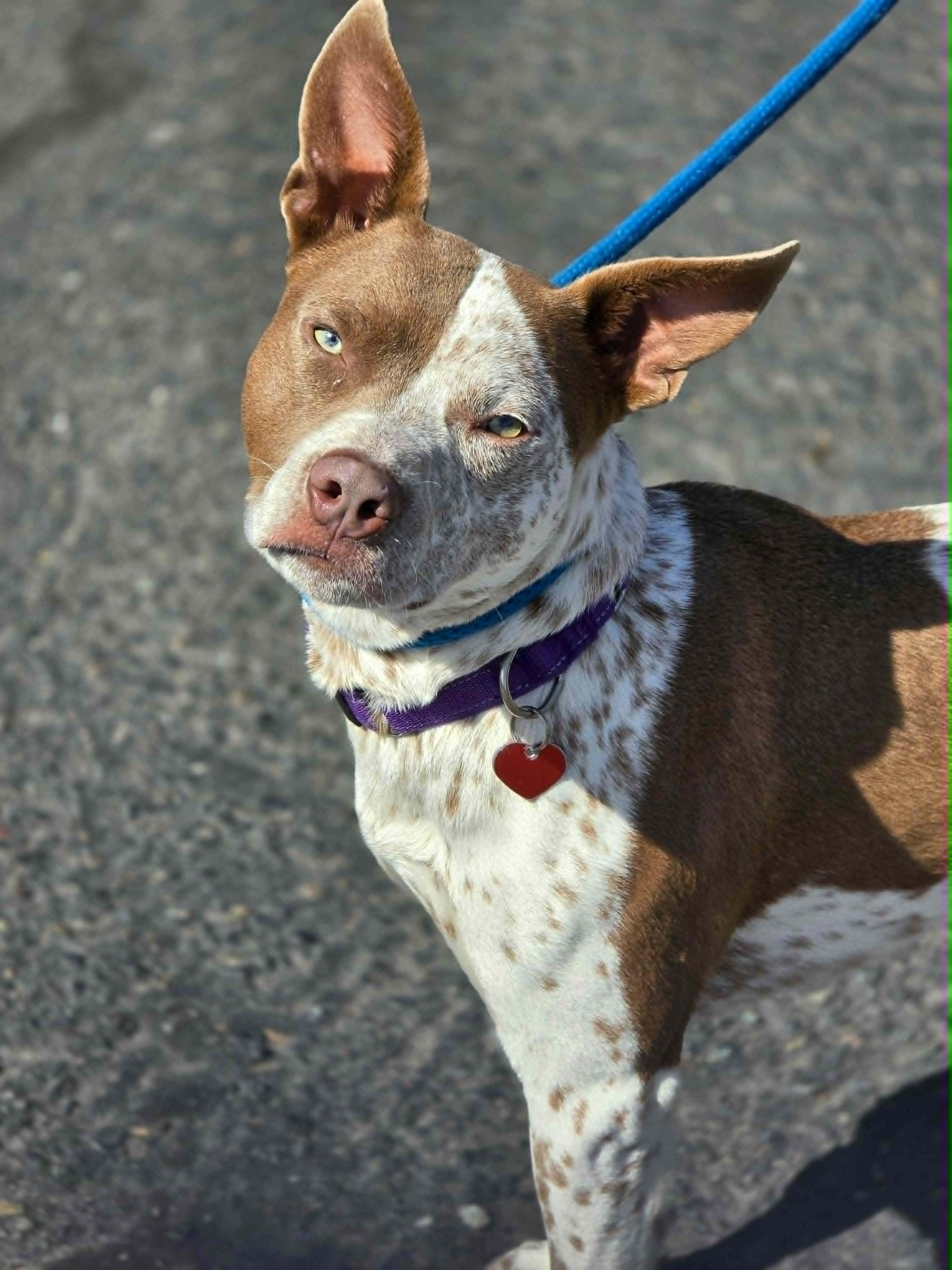 Enlarge Banjo, an adoptable mixed breed in Grants Pass, OR image 2/6
