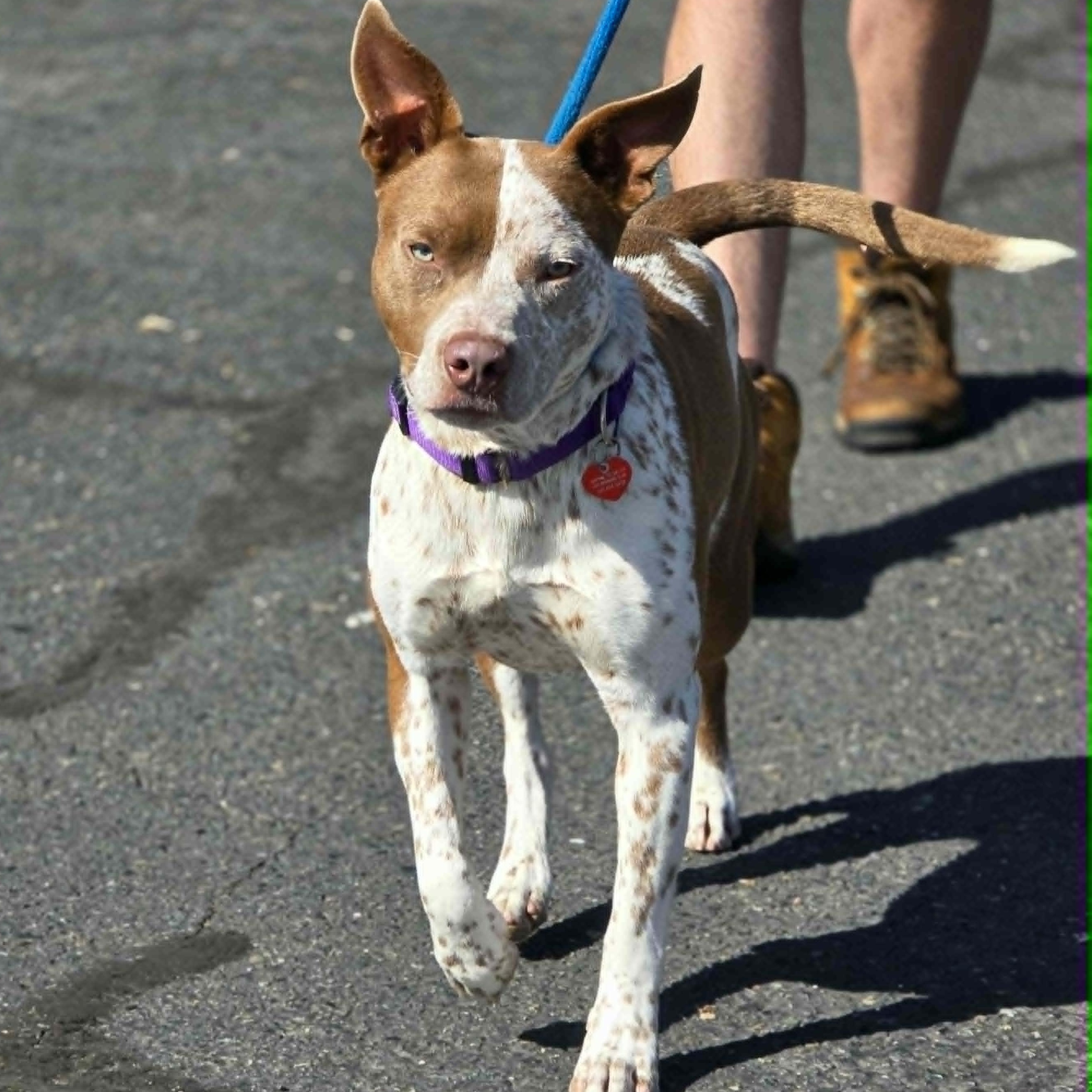 Enlarge Banjo, an adoptable mixed breed in Grants Pass, OR image 6/6
