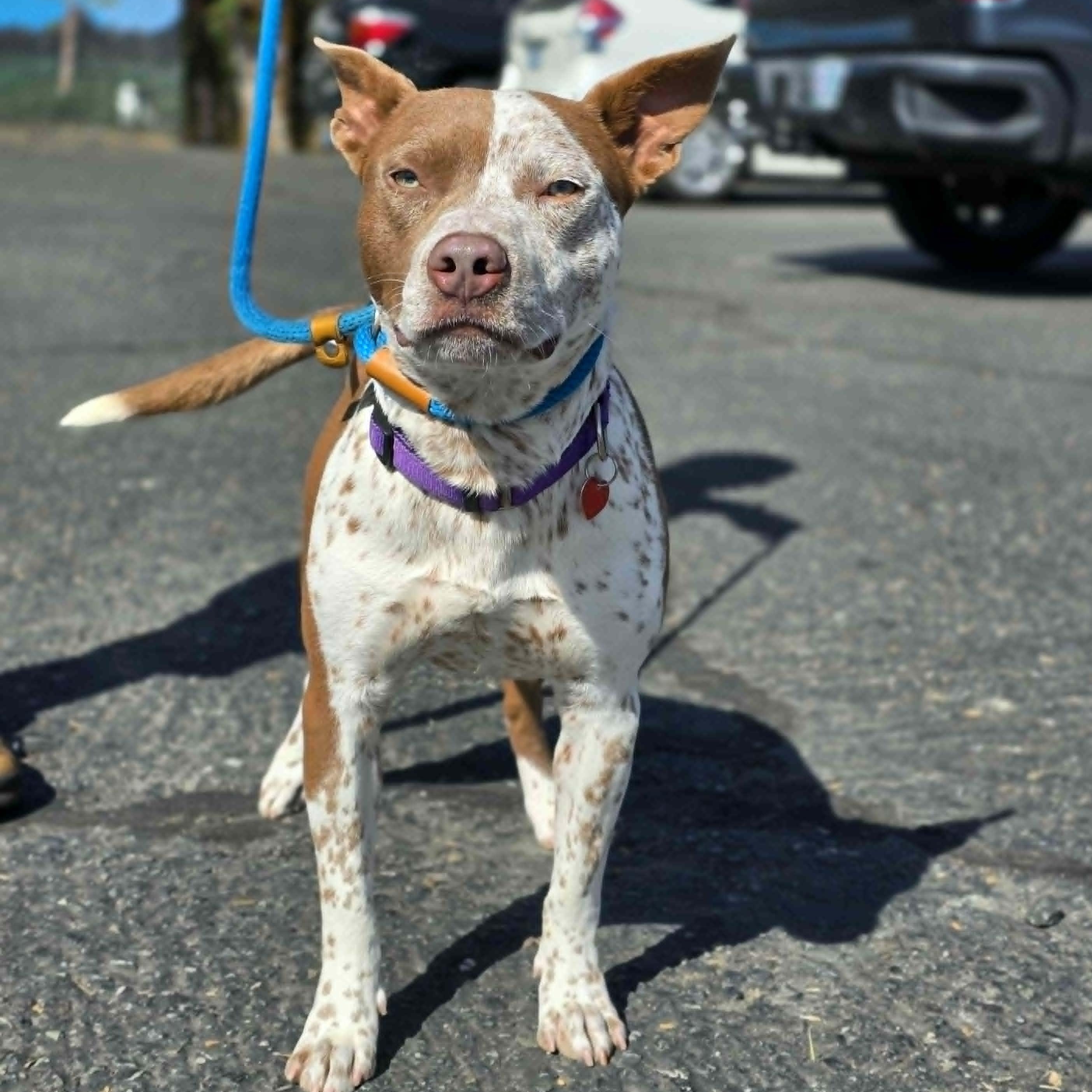 Enlarge Banjo, an adoptable mixed breed in Grants Pass, OR image 4/6