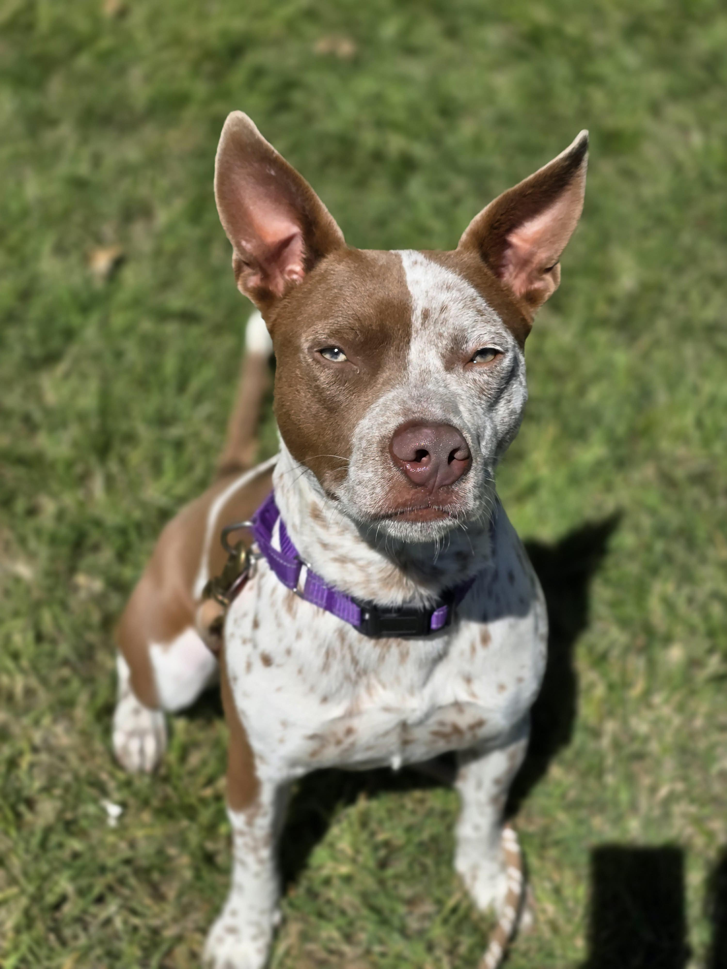 Banjo, adoptable, Adult Male Australian Cattle Dog / Blue Heeler & Pit Bull Terrier.