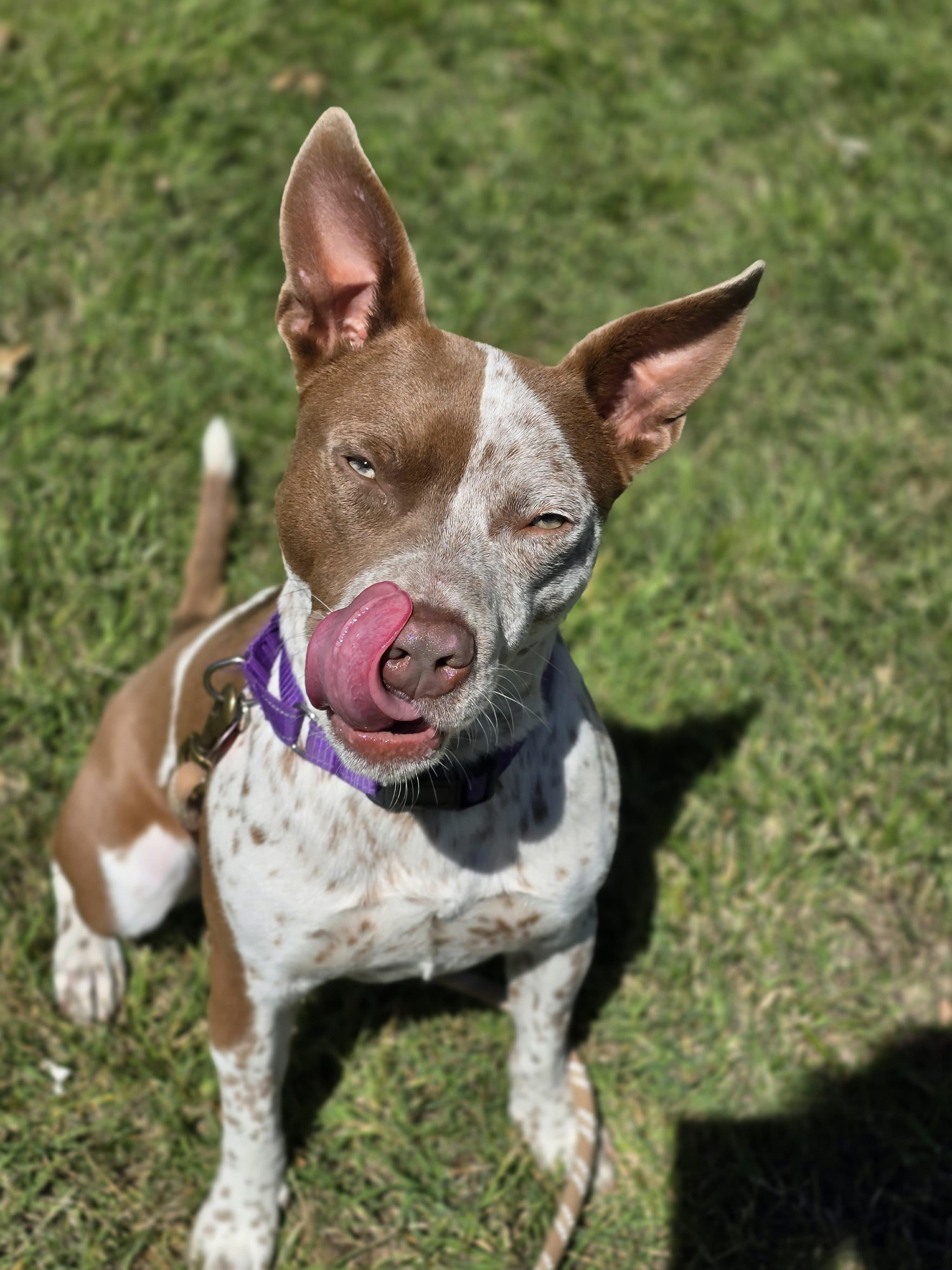 Enlarge Banjo, an adoptable mixed breed in Grants Pass, OR image 5/6