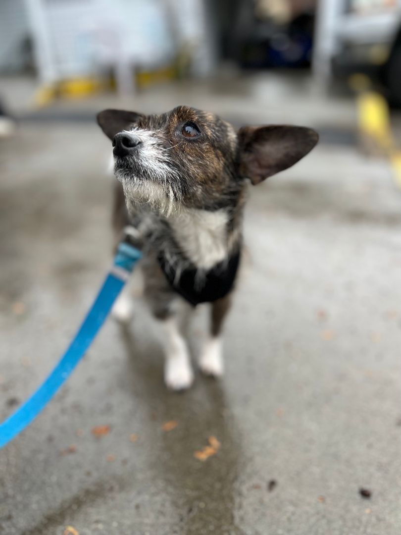 Pippa, a Adoptable mixed breed in lynnwood , WA image 1/13