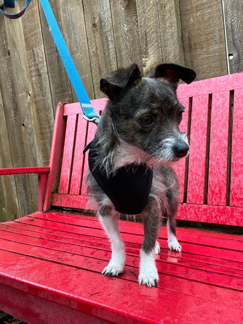 Pippa, a Adoptable mixed breed in lynnwood , WA image 2/13