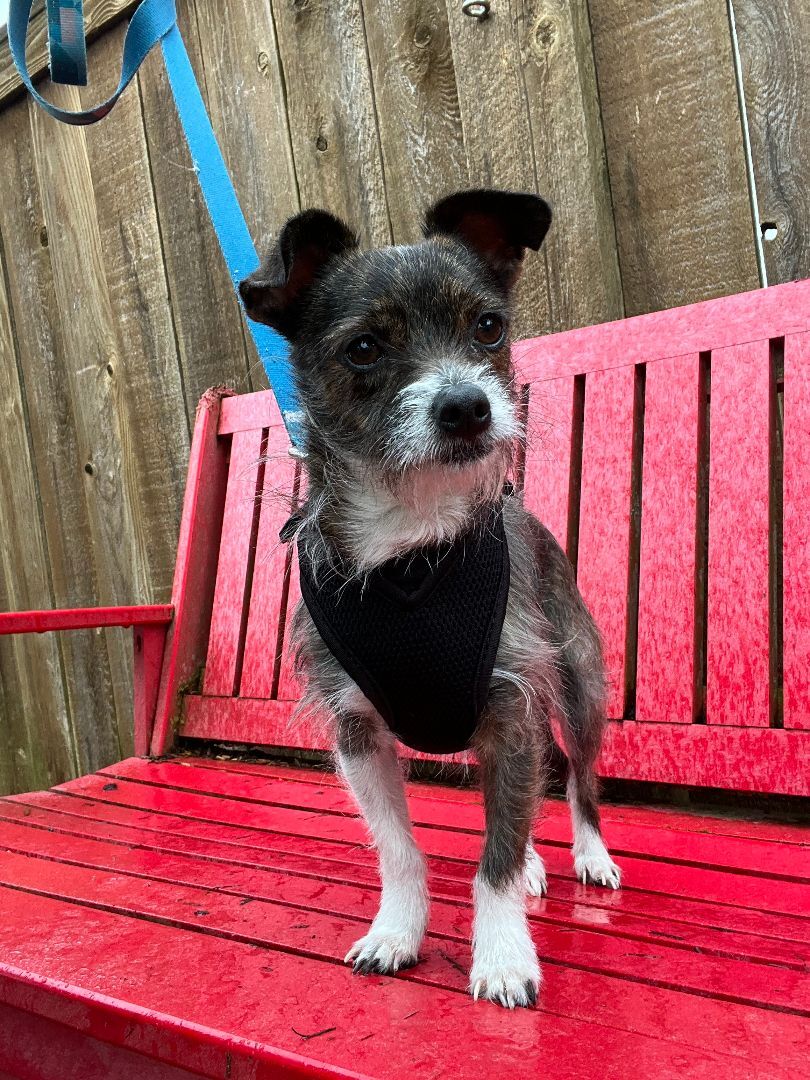 Pippa, a Adoptable mixed breed in lynnwood , WA image 3/13