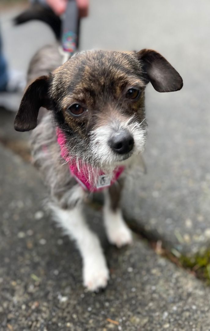 Pippa, a Adoptable mixed breed in lynnwood , WA image 4/13