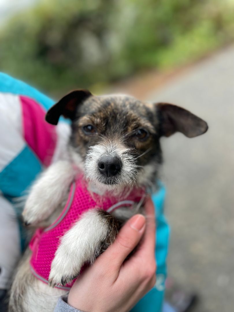 Pippa, a Adoptable mixed breed in lynnwood , WA image 5/13