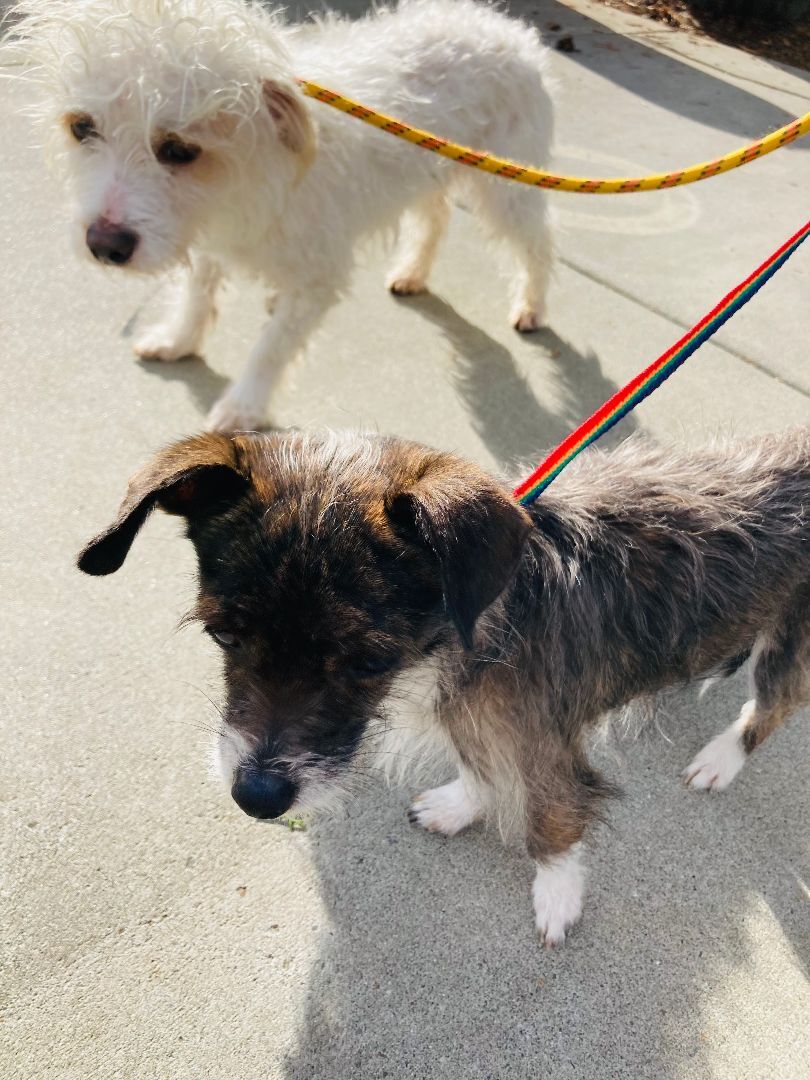 Pippa, a Adoptable mixed breed in lynnwood , WA image 6/13