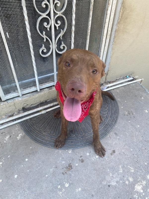 Copper, Adoptable, Adult Male American Bully.