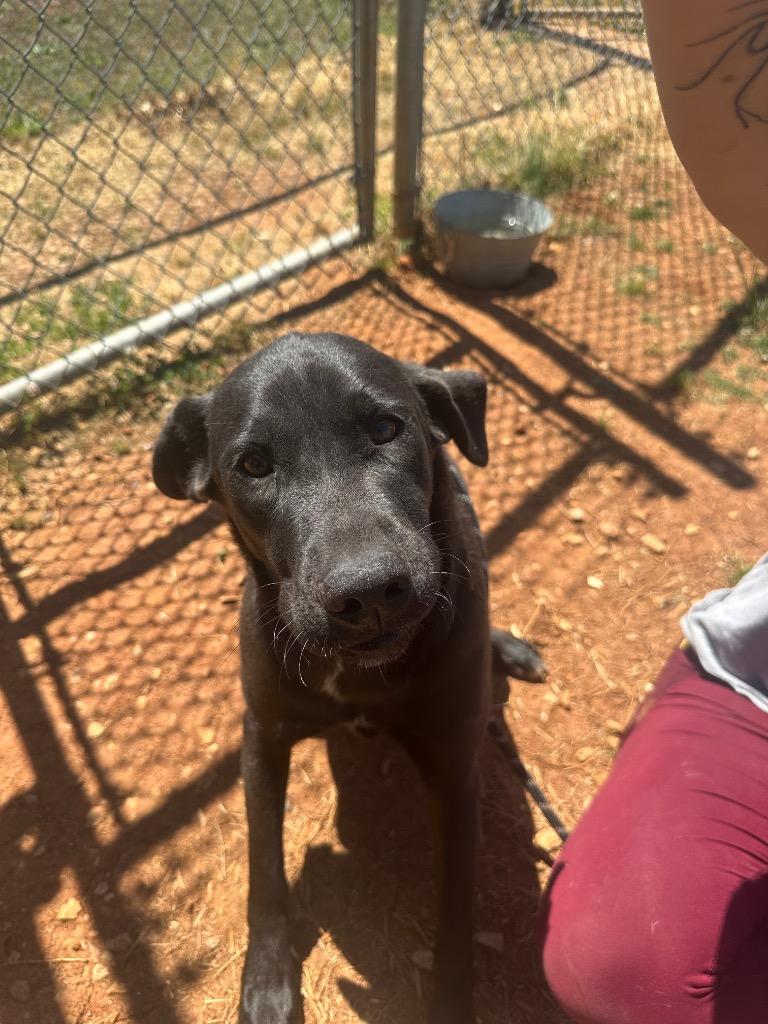 Willow, Adoptable, Young Female Mixed Breed.
