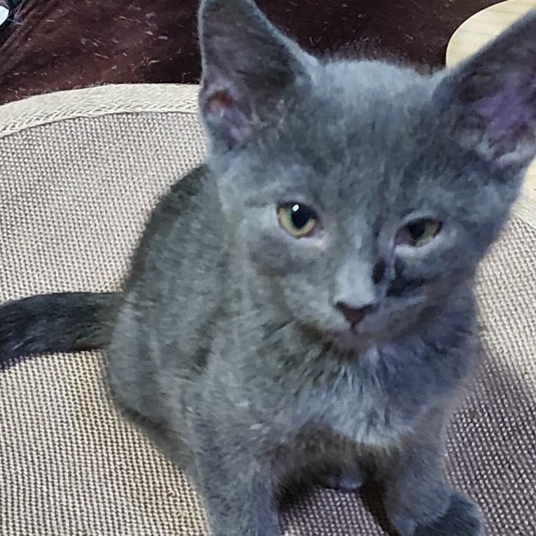Velcro, Adoptable, Kitten Male American Shorthair.