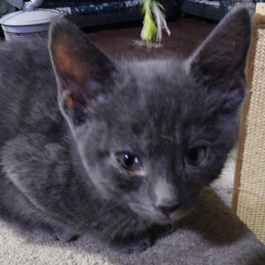 Enlarge Velcro, a Adoptable American Shorthair in Glenelg, MD image 2/5