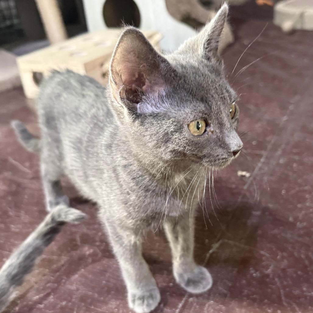 Enlarge Velcro, a Adoptable American Shorthair in Glenelg, MD image 3/5