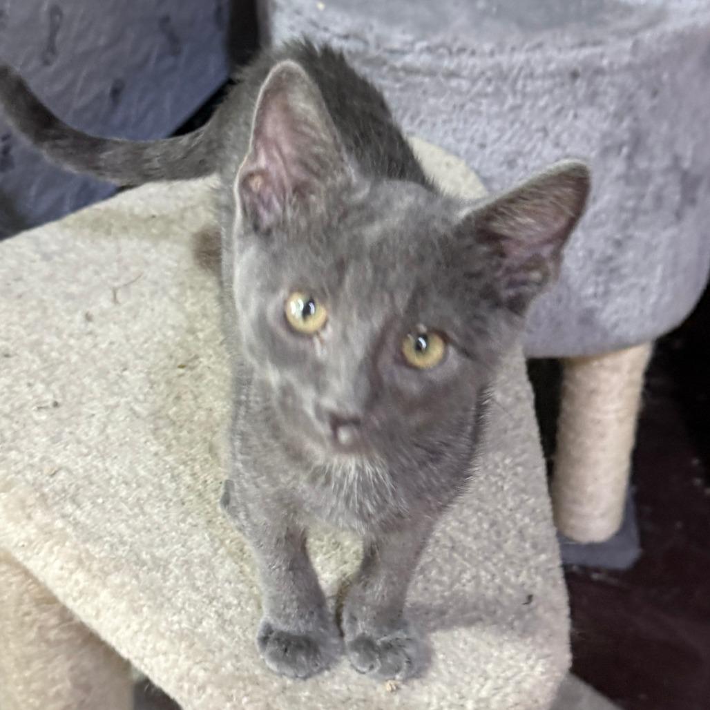 Enlarge Velcro, a Adoptable American Shorthair in Glenelg, MD image 5/5