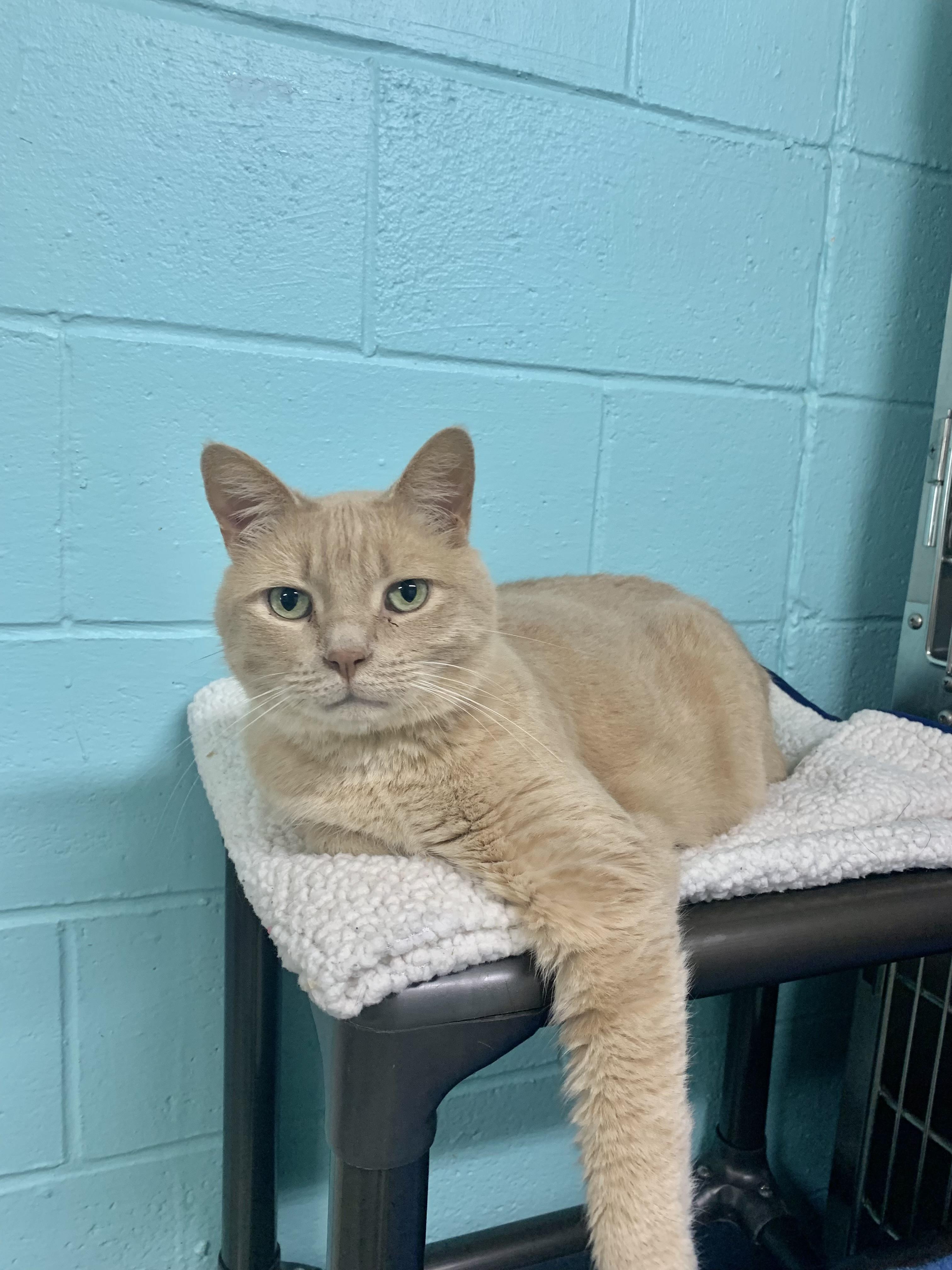 Butters, an adoptable Domestic Short Hair in Jamestown, ND, 58402 | Photo Image 1
