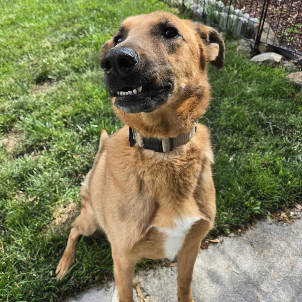 Ralph, Adoptable, Adult Male Shepherd & Mixed Breed.