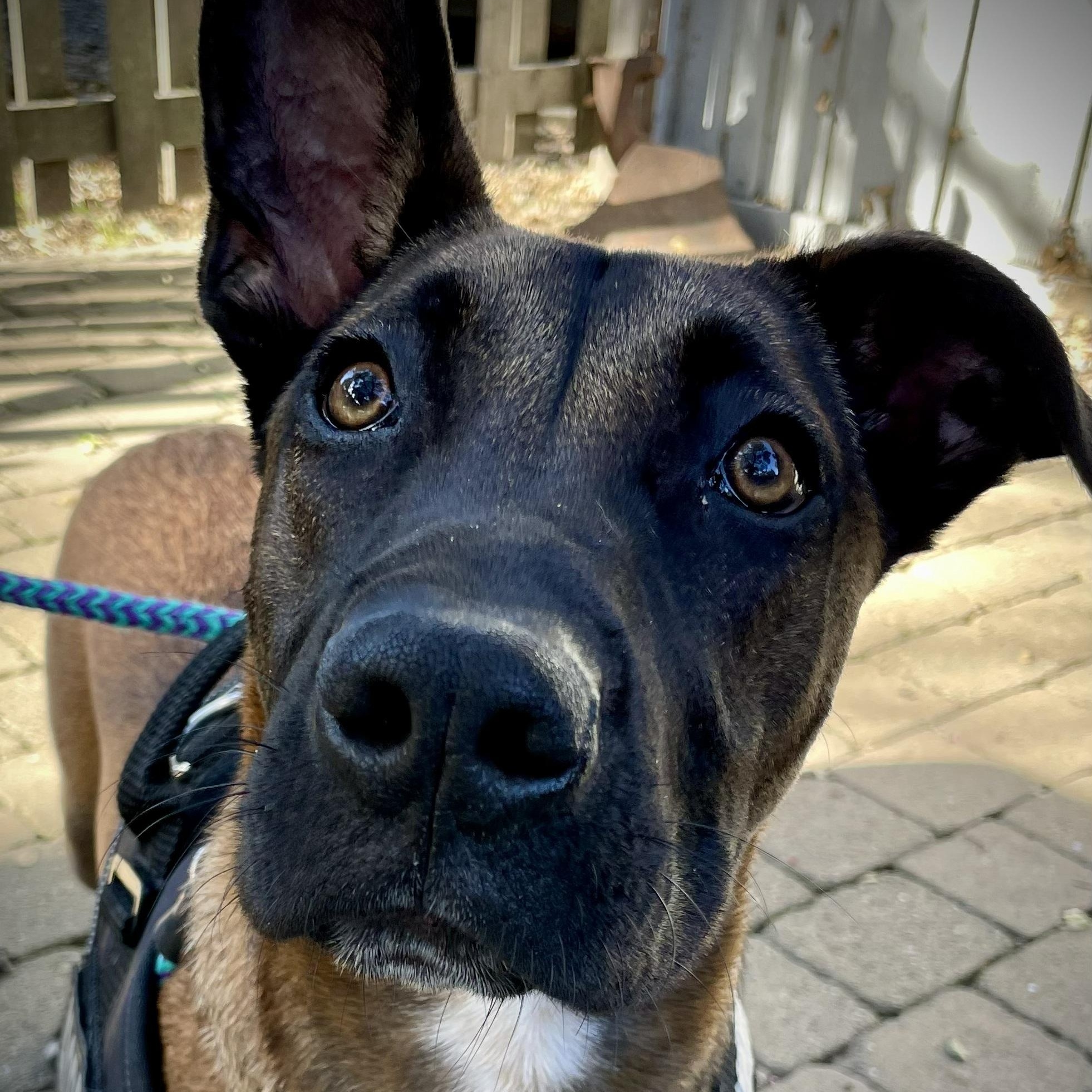 Connor, a ADOPTABLE mixed breed in Salinas, CA image 4/6