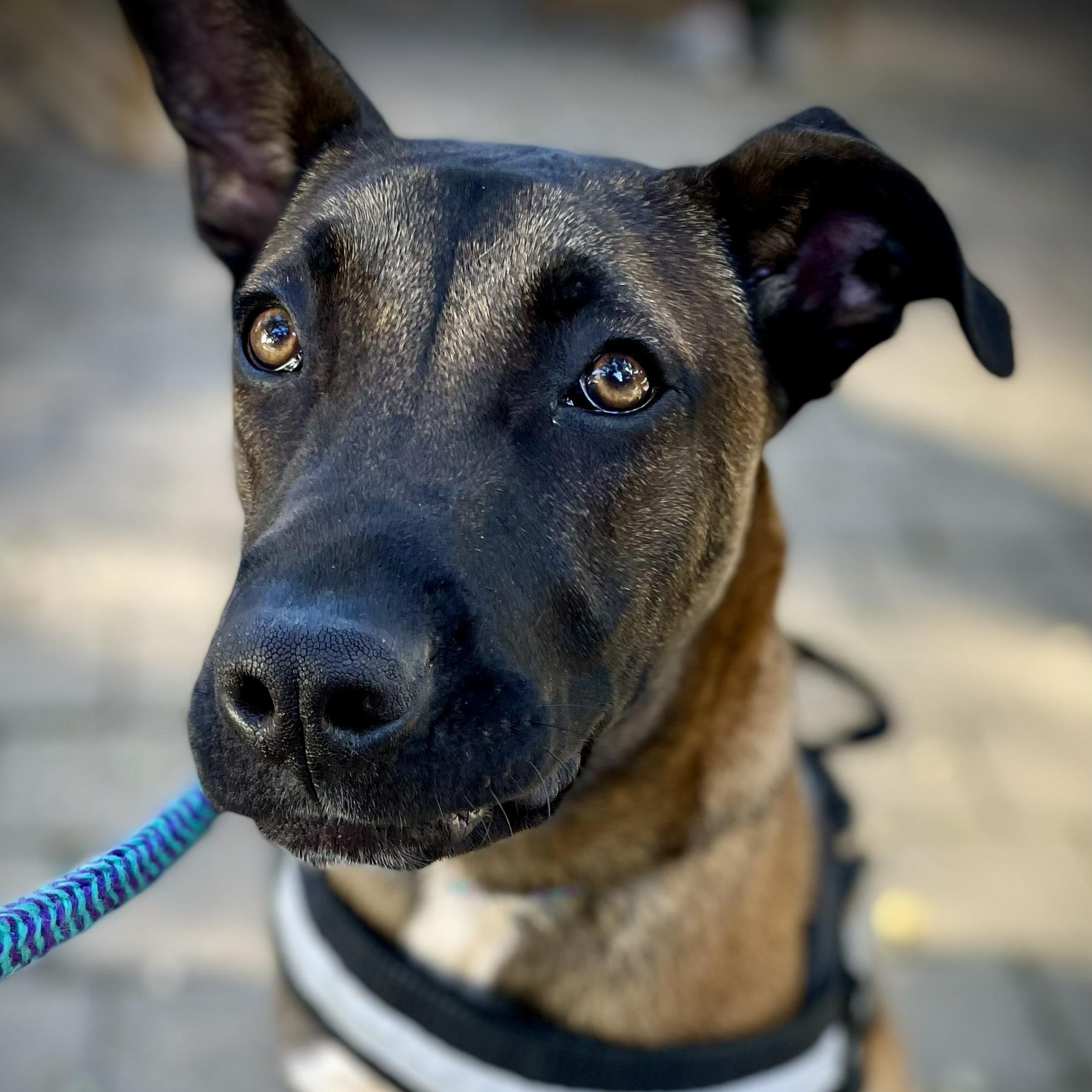 Connor, a ADOPTABLE mixed breed in Salinas, CA image 3/6