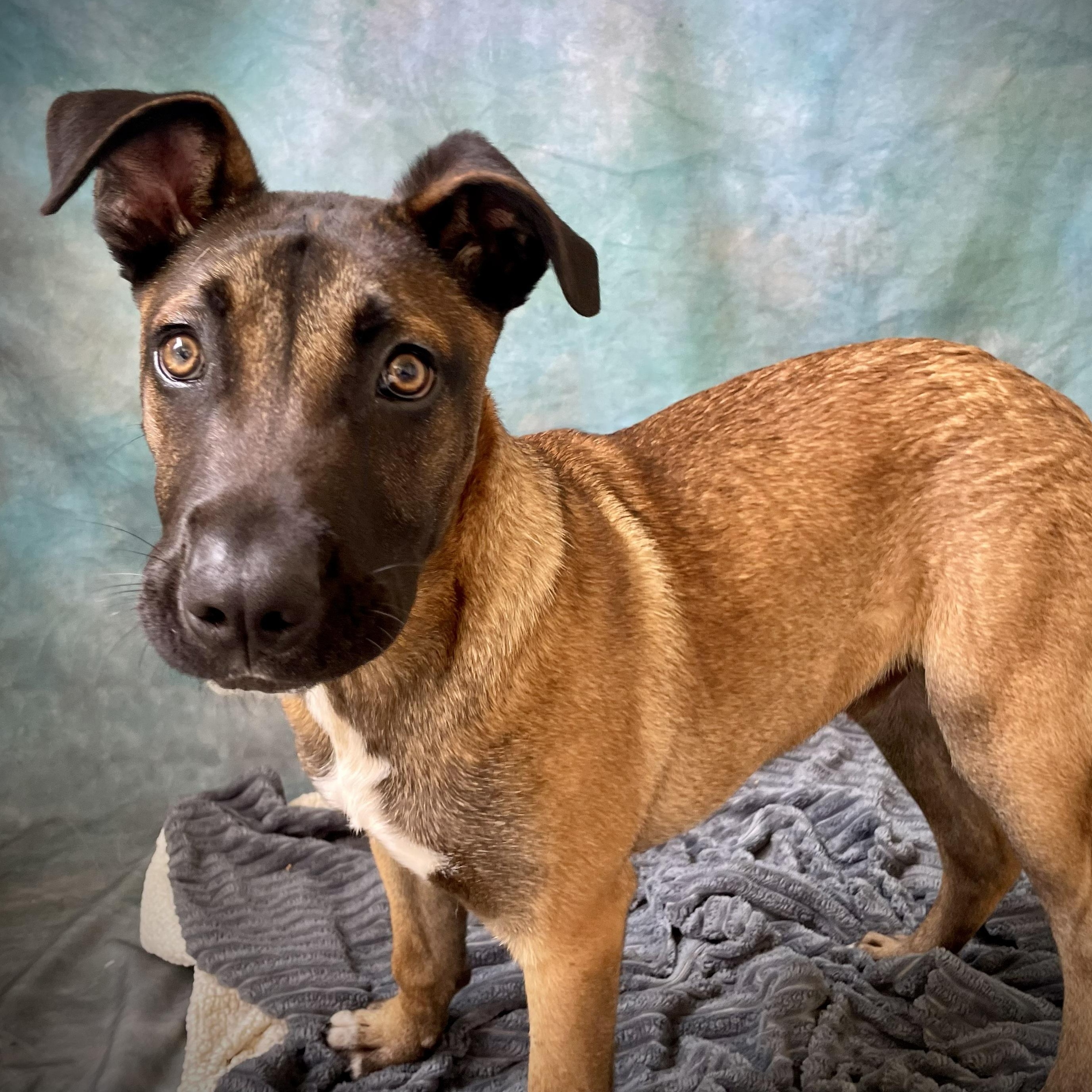Connor, a ADOPTABLE mixed breed in Salinas, CA image 6/6