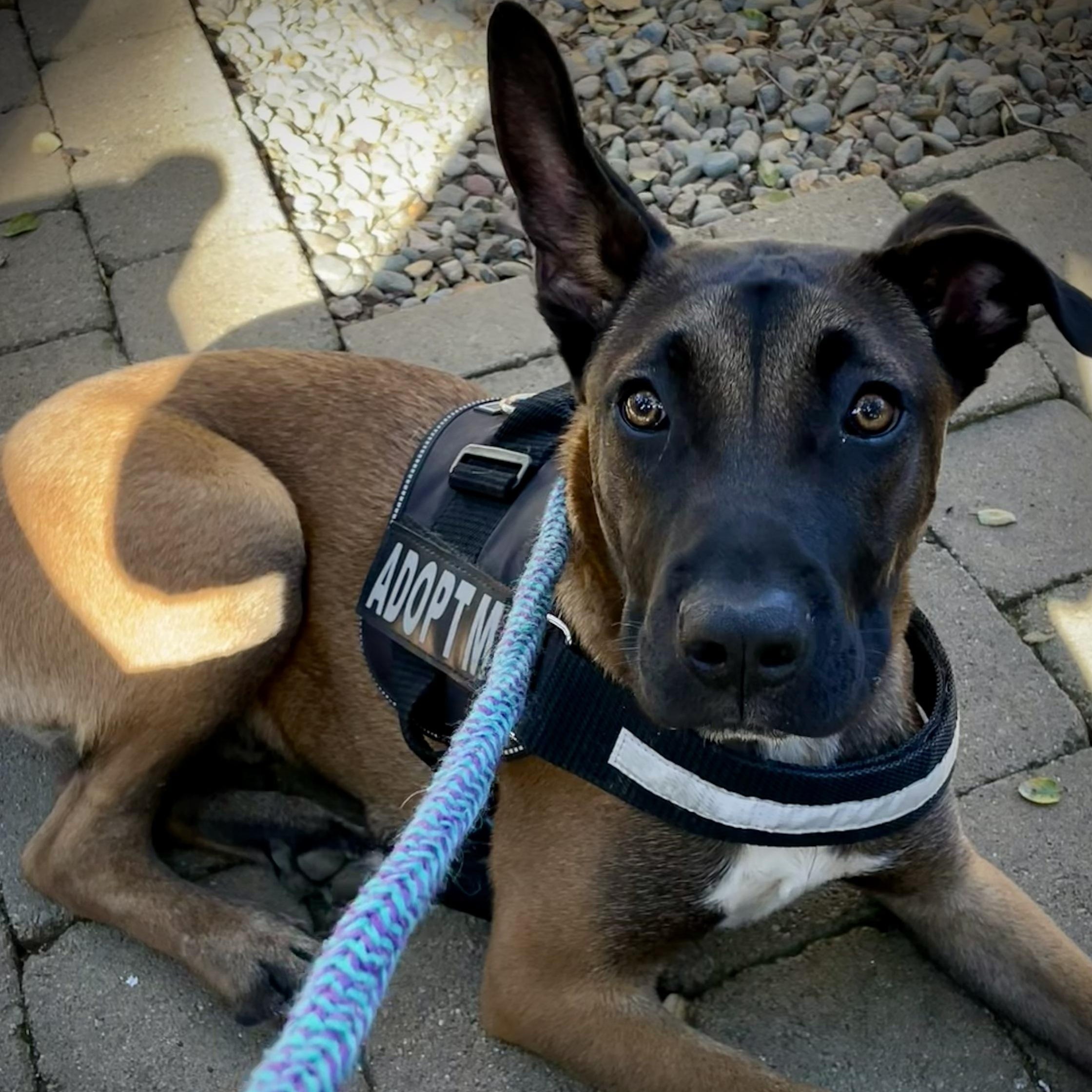Connor, a ADOPTABLE mixed breed in Salinas, CA image 5/6
