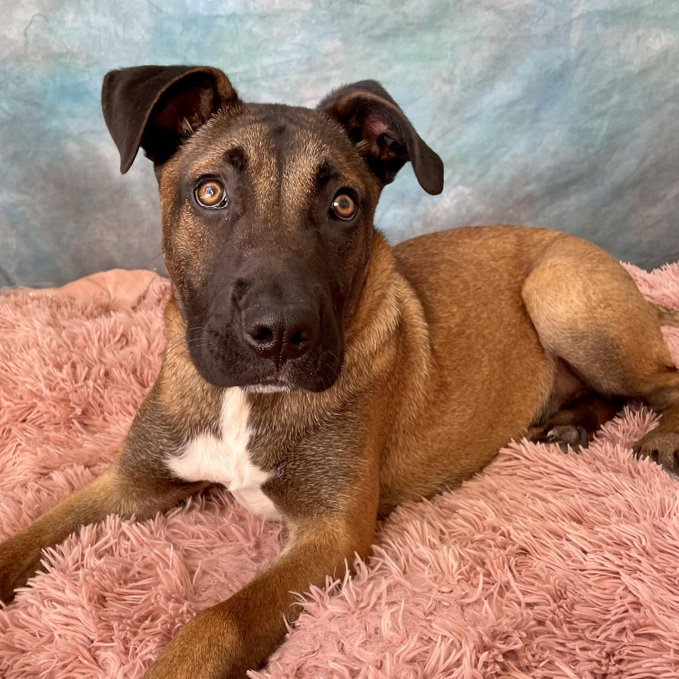 Connor, a ADOPTABLE mixed breed in Salinas, CA image 2/6