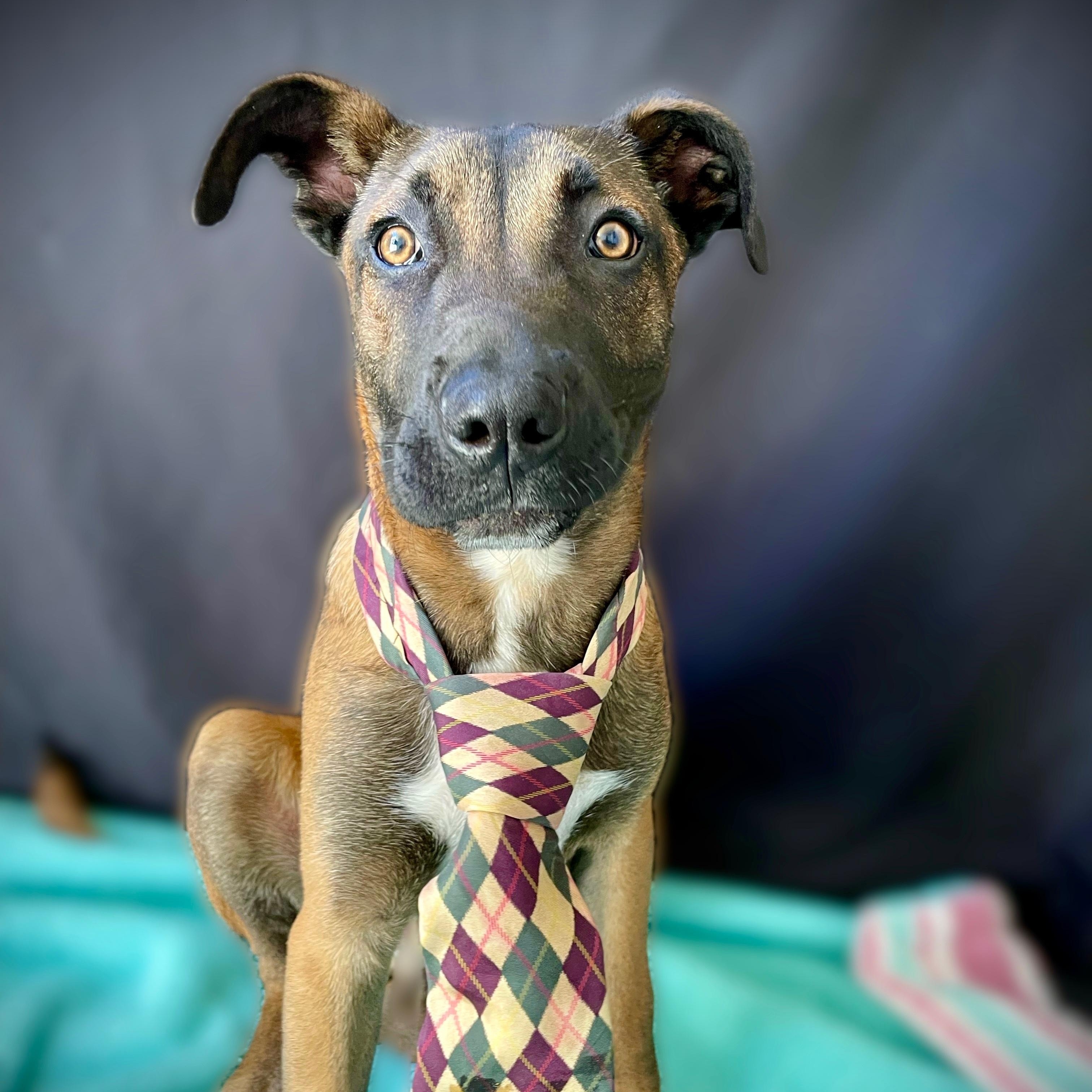 Connor, ADOPTABLE, Puppy Male Belgian Shepherd / Malinois.