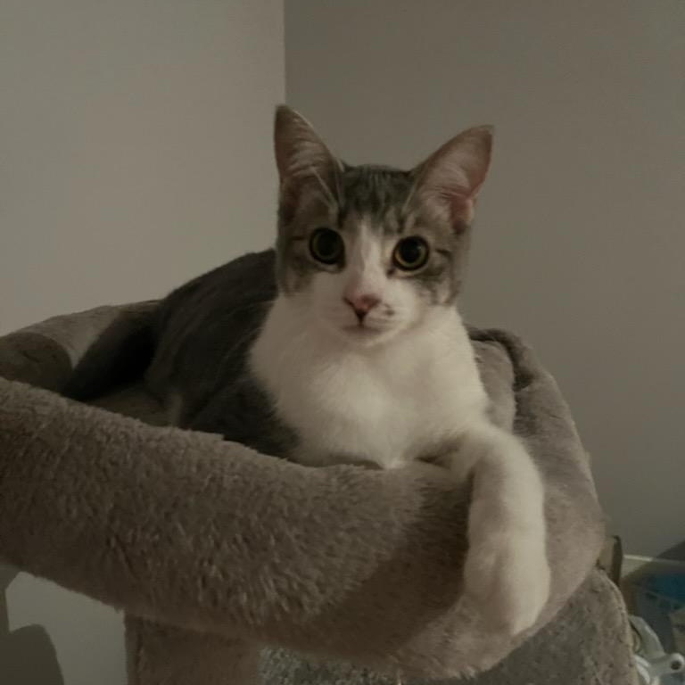 Enlarge Sylvia, a Adopted Tabby in Uxbridge, ON image 1/3