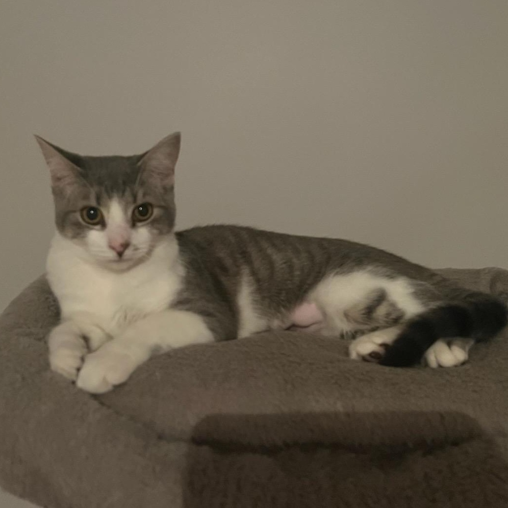 Enlarge Sylvia, a Adopted Tabby in Uxbridge, ON image 2/3