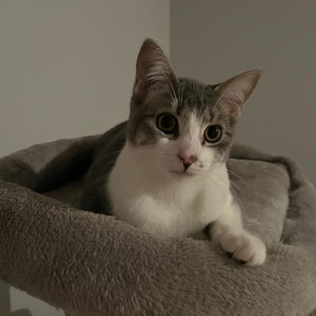 Enlarge Sylvia, a Adopted Tabby in Uxbridge, ON image 3/3