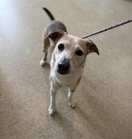 Enlarge Captain, a Adoptable mixed breed in Harbor Springs, MI image 1/3