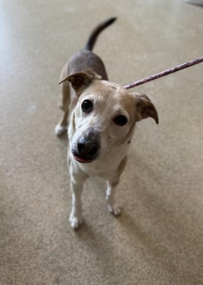 Enlarge Captain, a Adoptable mixed breed in Harbor Springs, MI image 2/3