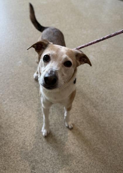 Enlarge Captain, a Adoptable mixed breed in Harbor Springs, MI image 3/3