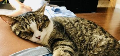 Alphonse (Tifou), a Adoptable mixed breed in Montreal, QC image 2/3