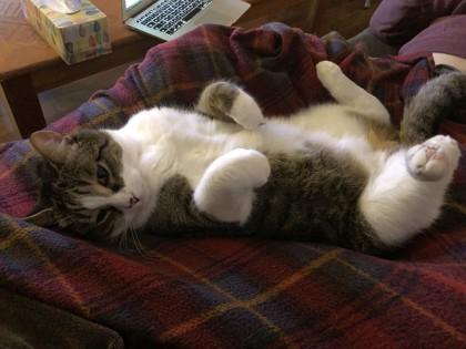 Alphonse (Tifou), a Adoptable mixed breed in Montreal, QC image 3/3