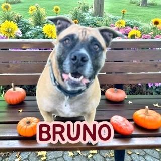 Bruno