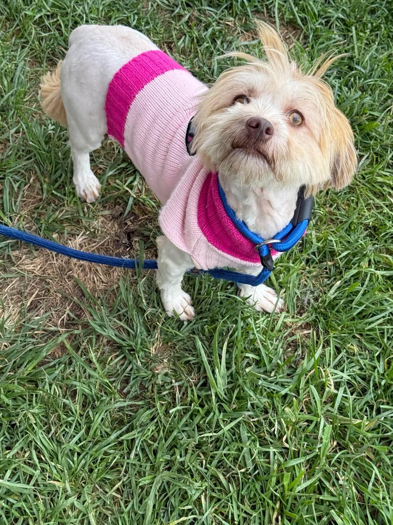 Enlarge Jessie, a ADOPTABLE Havanese in Minooka, IL image 1/3
