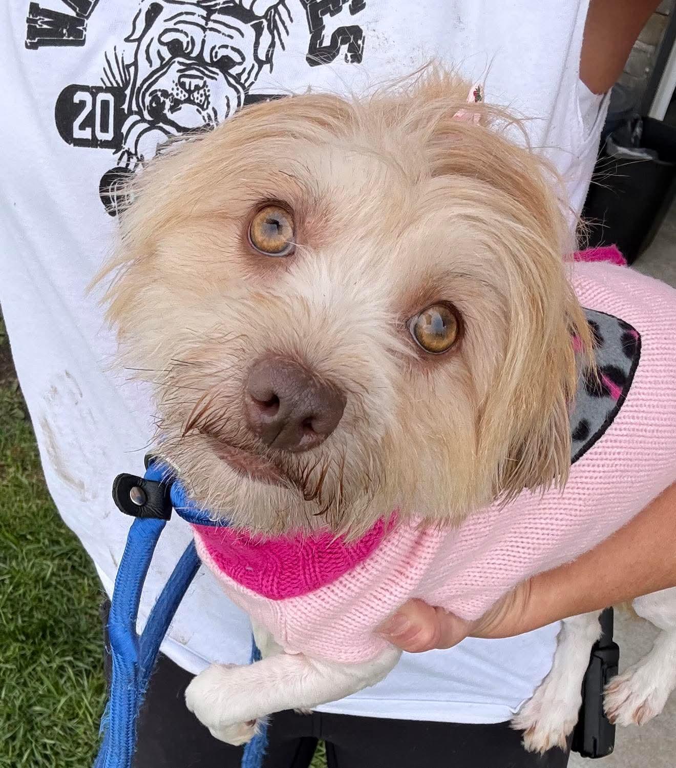 Enlarge Jessie, a ADOPTABLE Havanese in Minooka, IL image 3/3