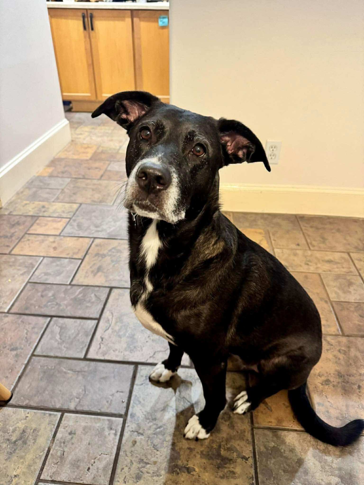 Poppy, an adopted mixed breed in Mooresville, NC image 2/6