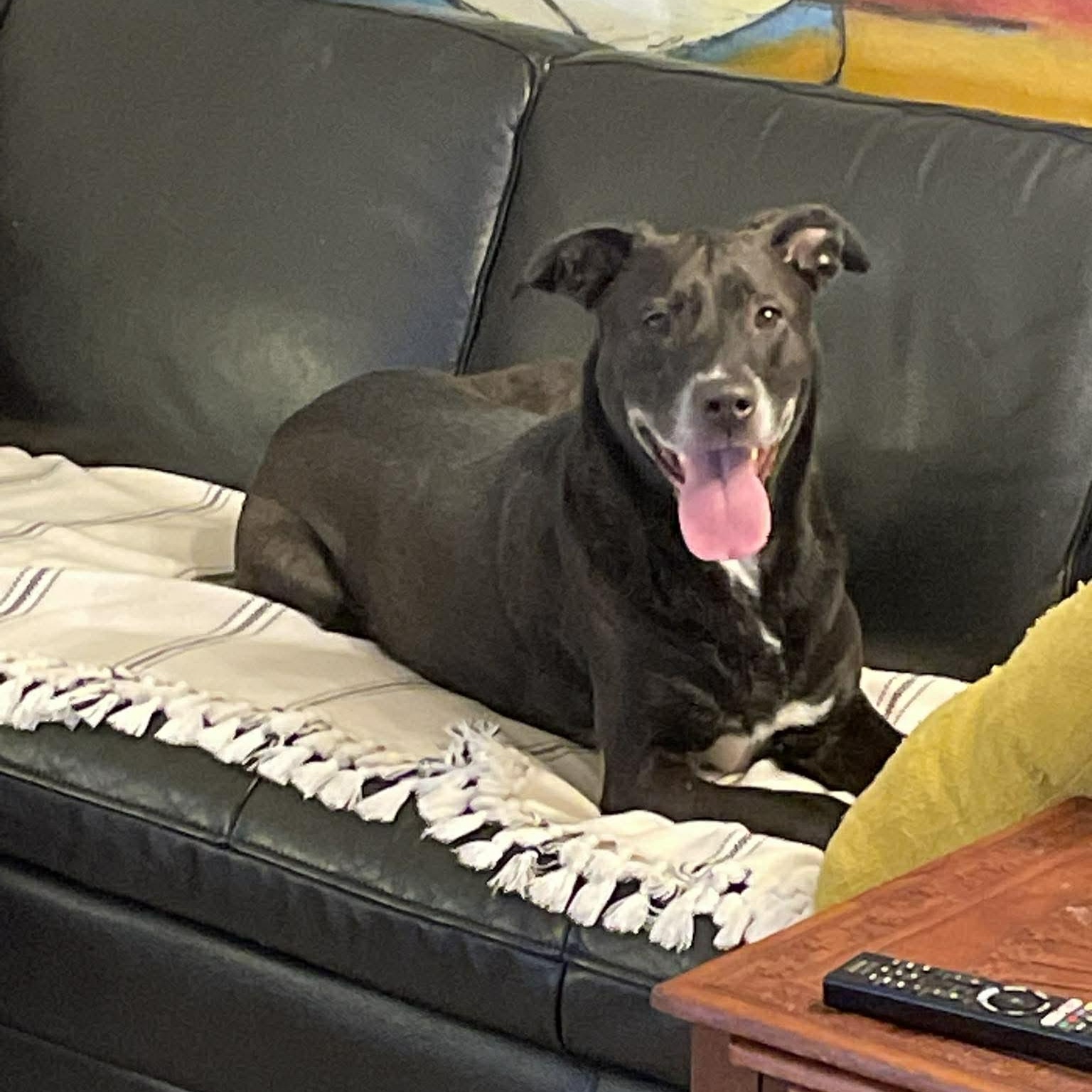 Poppy, an adopted mixed breed in Mooresville, NC image 1/6