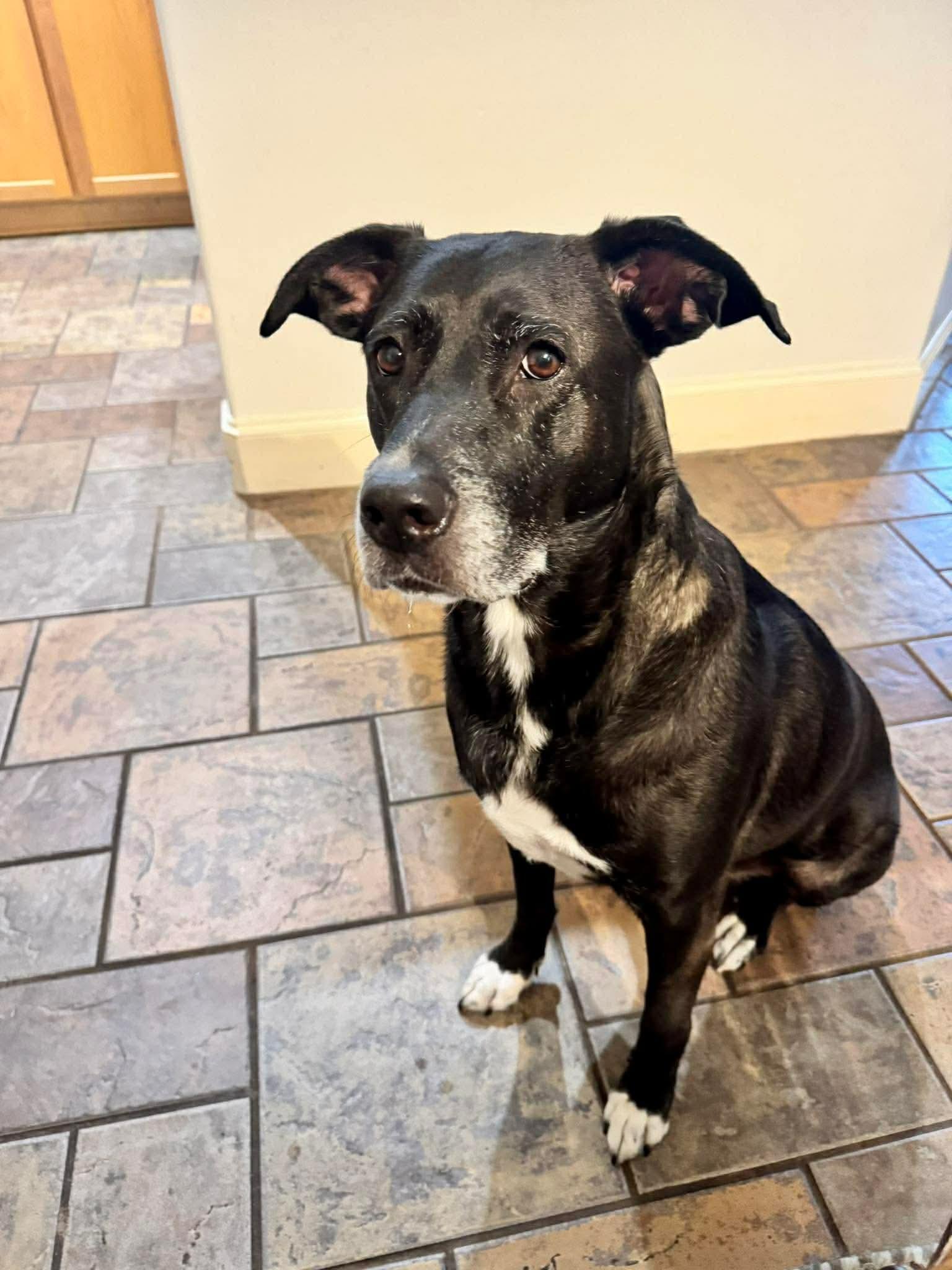 Poppy, an adopted mixed breed in Mooresville, NC image 6/6