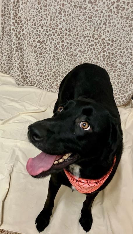 Enlarge Nova, a Adopted mixed breed in Oklahoma City, OK image 2/6