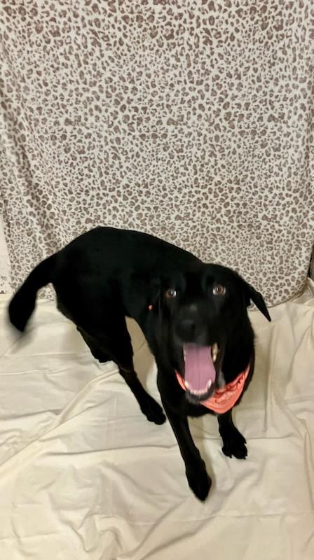 Enlarge Nova, a Adopted mixed breed in Oklahoma City, OK image 6/6