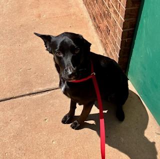 Enlarge Nova, a Adopted mixed breed in Oklahoma City, OK image 3/6