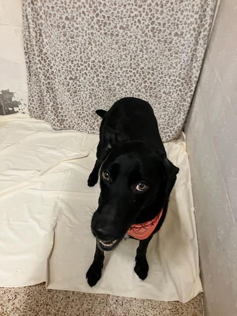 Enlarge Nova, a Adopted mixed breed in Oklahoma City, OK image 5/6